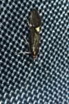 Esperia sulphurella