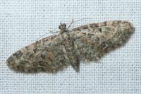 Eupithecia dodoneata