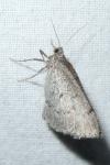 Aleucis distinctata