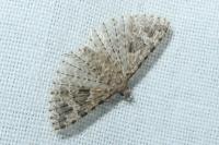 Alucita hexadactyla