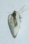 Cilix glaucata