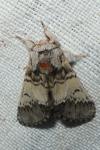 Drymonia ruficornis