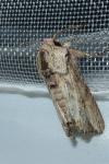 Egira conspicillaris