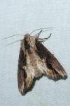 Egira conspicillaris