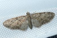 Eupithecia abbreviata