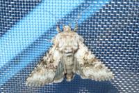 Hecatera bicolorata