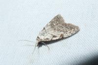 Nola confusalis