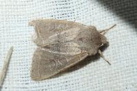 Orthosia cerasi