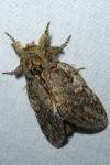 Peridea anceps