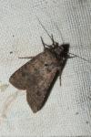 Agrotis segetum