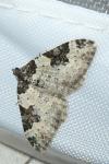 Xanthorhoe fluctuata