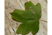 Stigmella aceris