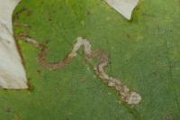 Stigmella aceris