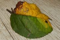 Lyonetia clerkella