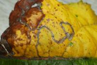 Lyonetia clerkella