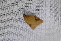 Acleris ferrugana/notana
