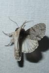 Acronicta psi/tridens