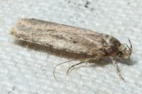 Agonopterix ciliella/heracliana