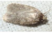 Agonopterix ciliella/heracliana
