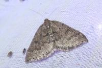 Aleucis distinctata
