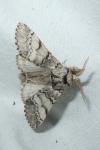 Drymonia ruficornis