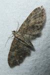 Eupithecia abbreviata
