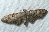 Eupithecia dodoneata