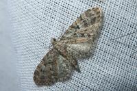Eupithecia dodoneata