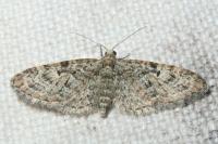 Eupithecia dodoneata