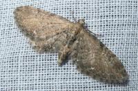 Eupithecia vulgata