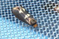 Incurvaria masculella