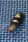 Incurvaria masculella
