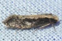 Monopis crocicapitella