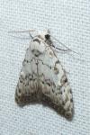 Nola confusalis