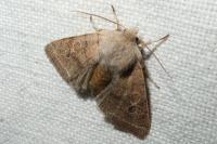 Orthosia cerasi