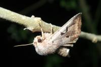 Orthosia gothica