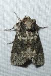Polyploca ridens