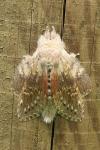 Stauropus fagi