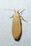 Wittia sororcula