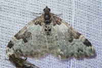 Xanthorhoe fluctuata
