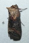 Abrostola triplasia