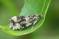 Celypha lacunana