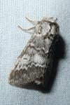Drymonia ruficornis