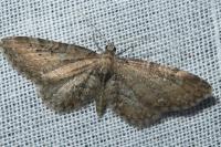 Eupithecia vulgata