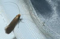 Nematopogon adansoniella