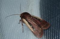 Ochropleura plecta