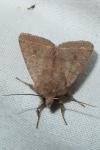 Orthosia cerasi