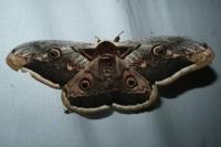 Saturnia pyri