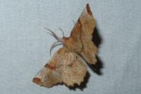 Selenia lunularia