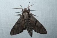 Hyloicus pinastri